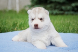 Neo 3 tygodnie